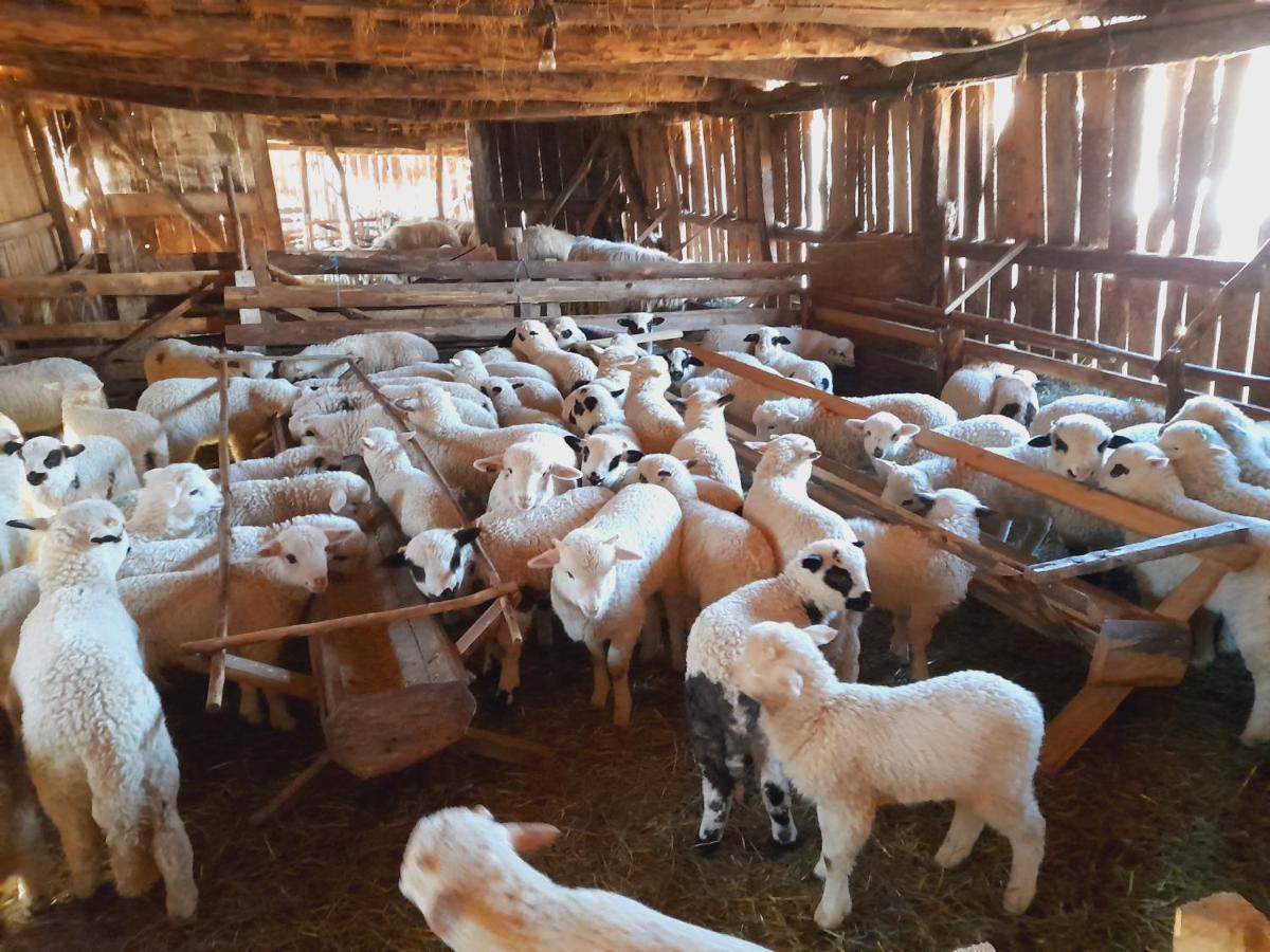 Casa De La Ferma Mariuca Villa Bárdfalva Kültér fotó