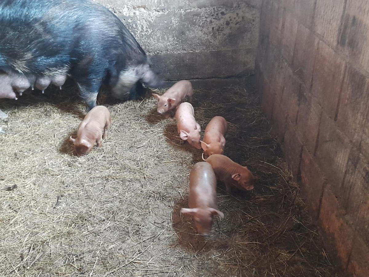 Casa De La Ferma Mariuca Villa Bárdfalva Kültér fotó